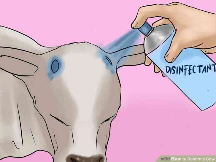 Image intitulée Écorner une Vache Étape 25